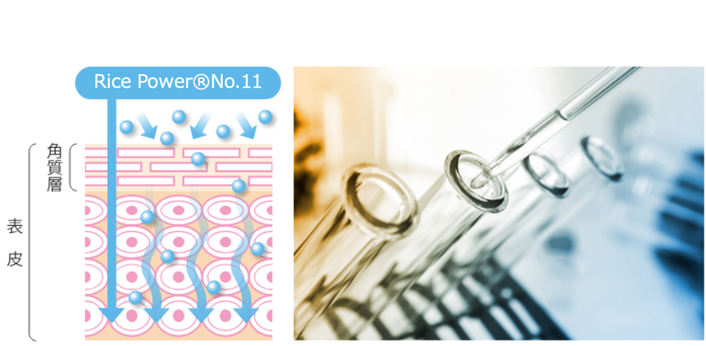 对于滋润和健康的肌肤To A Healthy Skin With Moisture II